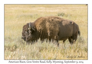 American Bison bull