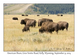 American Bison