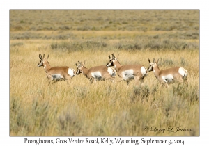 Pronghorns