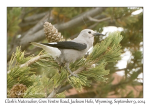 Clark's Nutcracker