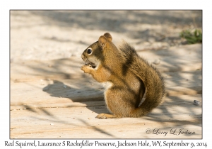 American Red Squirrel