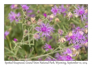 Spotted Knapweed