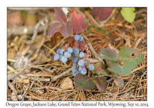 Oregon Grape