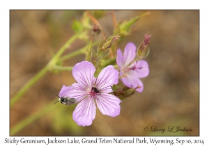 Sticky Geranium