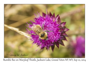 Bumble Bee on Wavyleaf Thistle