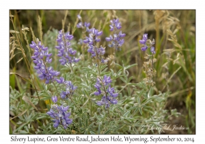 Silvery Lupine