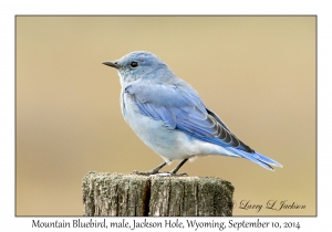 Mountain Bluebird, male