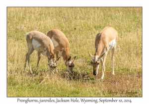 Pronghorns