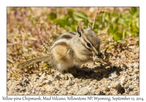 Yellow-pine Chipmunk