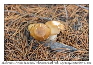Mushrooms