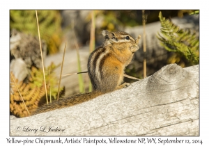 Yellow-pine Chipmunk