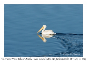 American White Pelican