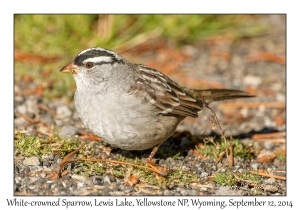 White-crowned Sparrow