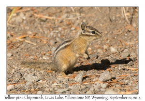 Yellow-pine Chipmunk