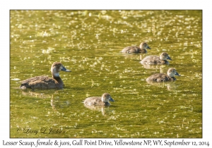 Lesser Scaups