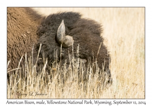 American Bison bull