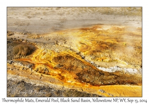 Thermophile Mats