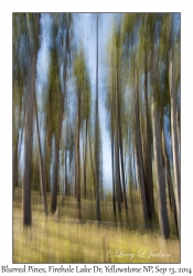 Blurred Pines