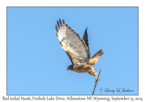 Red-tailed Hawk