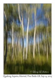 Quaking Aspens, blurred