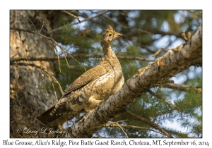 Blue Grouse