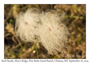 Seed Heads