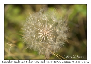 Dandelion Seed Head