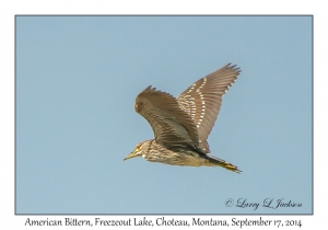 American Bittern