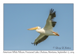 American Whte Pelican