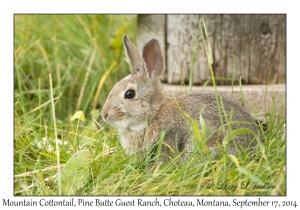 Mountain Cottontail