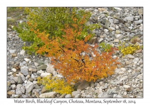 Water Birch