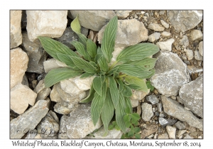 Whiteleaf Phacelia