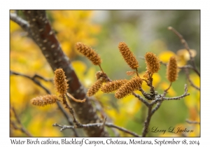 Water Birch catkins