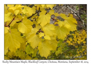 Rocky Mountain Maple