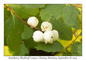 Snowberry