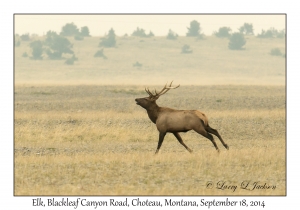 Elk