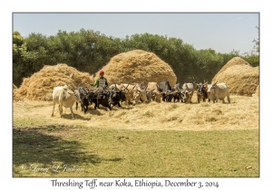 Threshing Teff