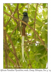 African Paradise Flycatcher