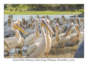 Great White Pelicans