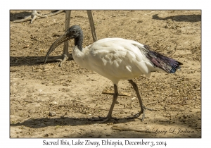 Sacred Ibis