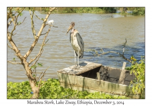 Marabou Stork