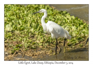 Little Egret