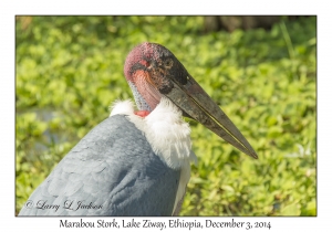 Marabou Stork