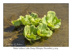 Water Lettuce