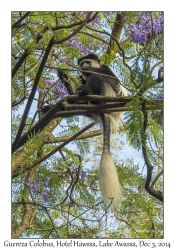 Guereza Colobus