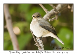 African Grey Flycatcher