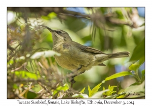 Tacazze Sunbird