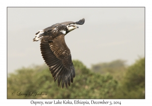 Osprey