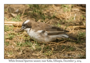 White-browed Sparrow-weaver