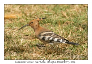 Eurasian Hoopoe